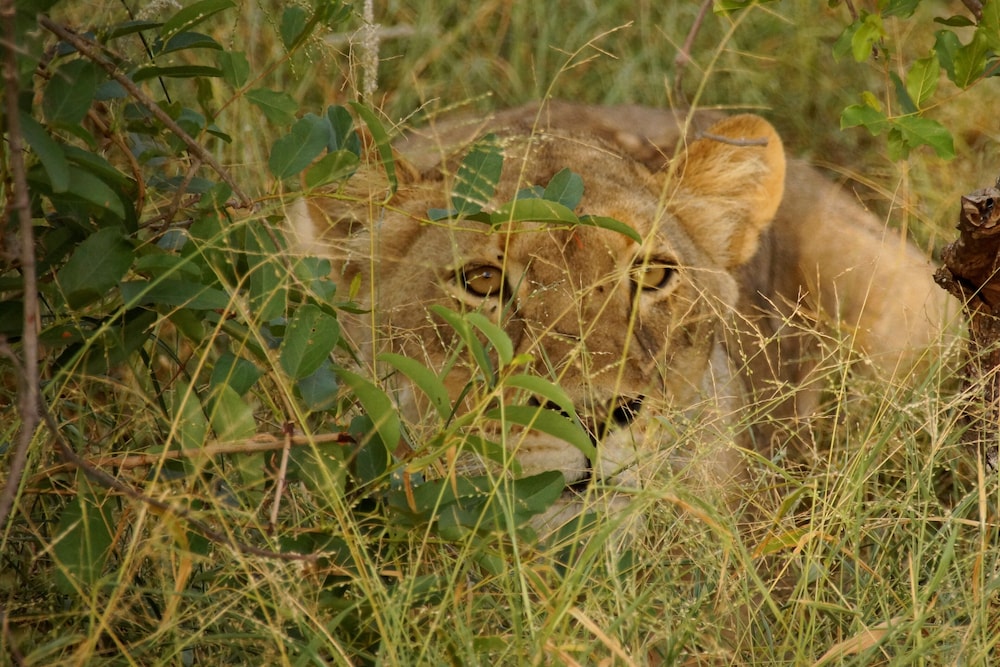 Baluleni Safari Lodge
