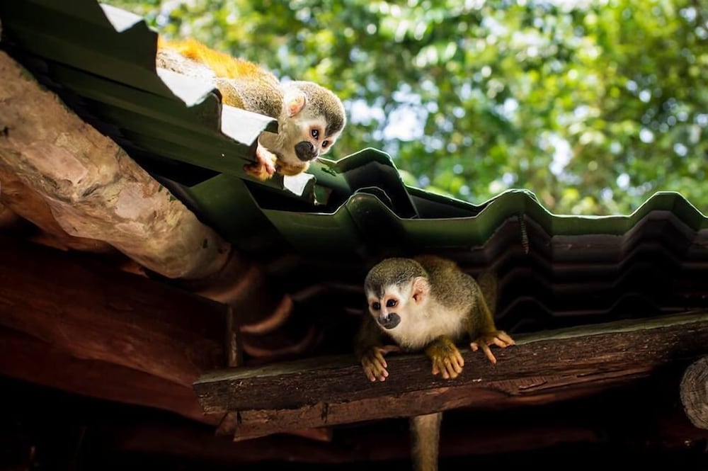 Manuel Antonio Hostel Resort