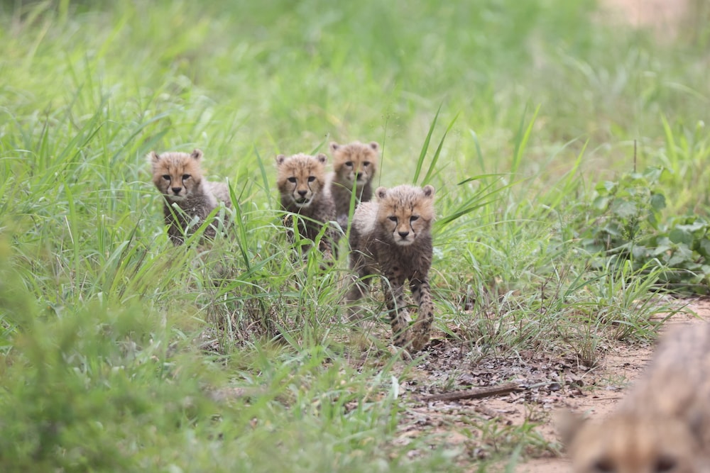Karongwe - River Safari Lodge