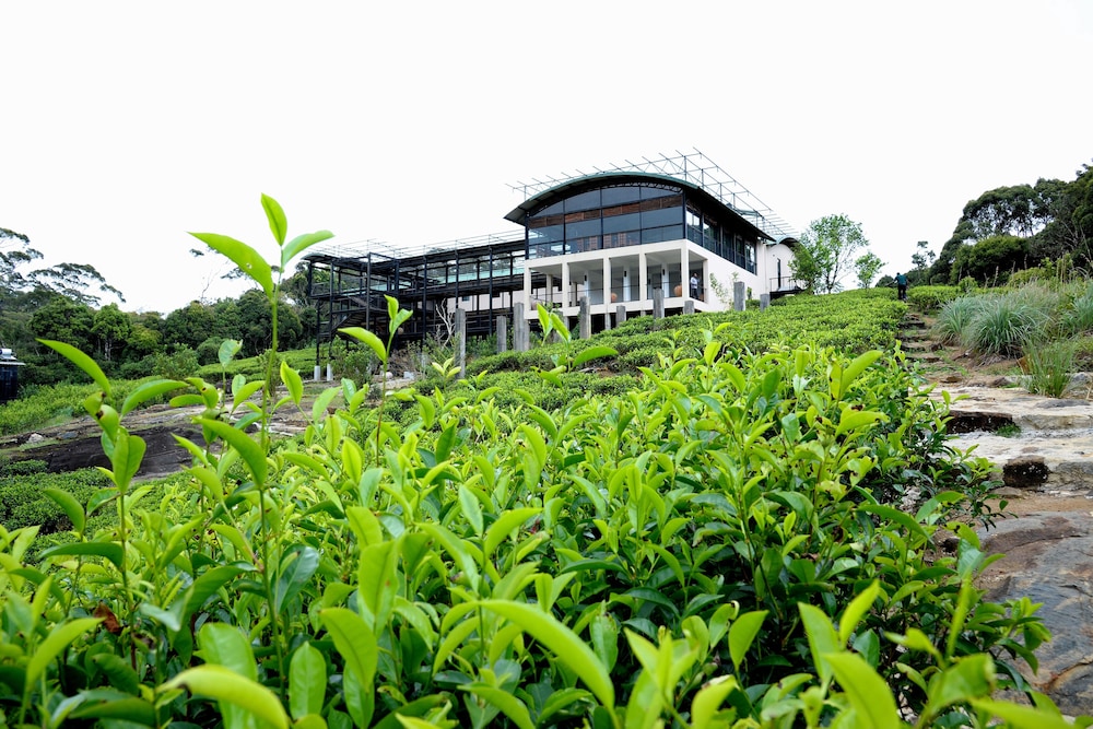 The Rainforest Ecolodge