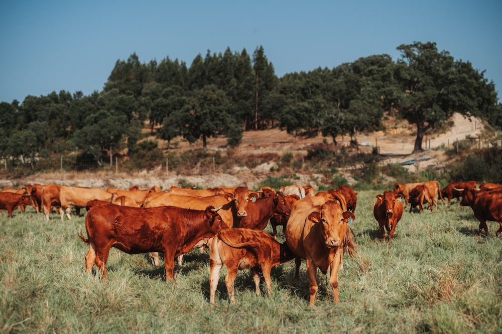 Herdade dos Cordeiros