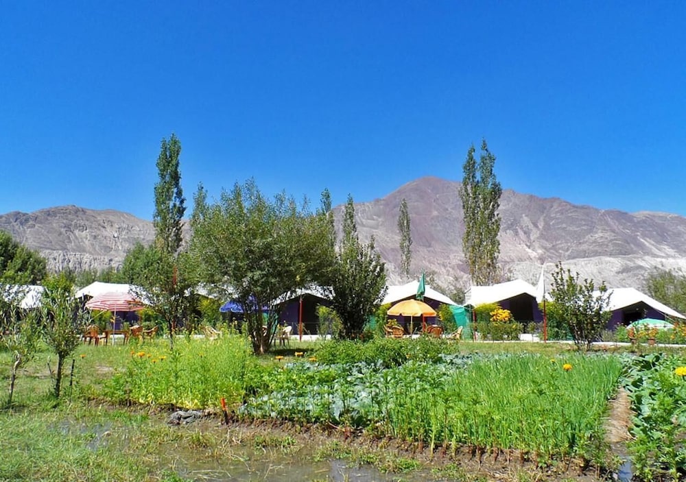 Tiger Camp