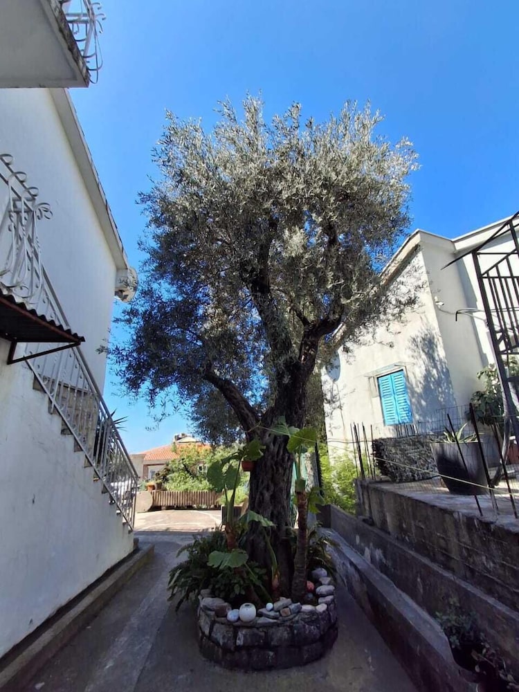 Apartments Andjus