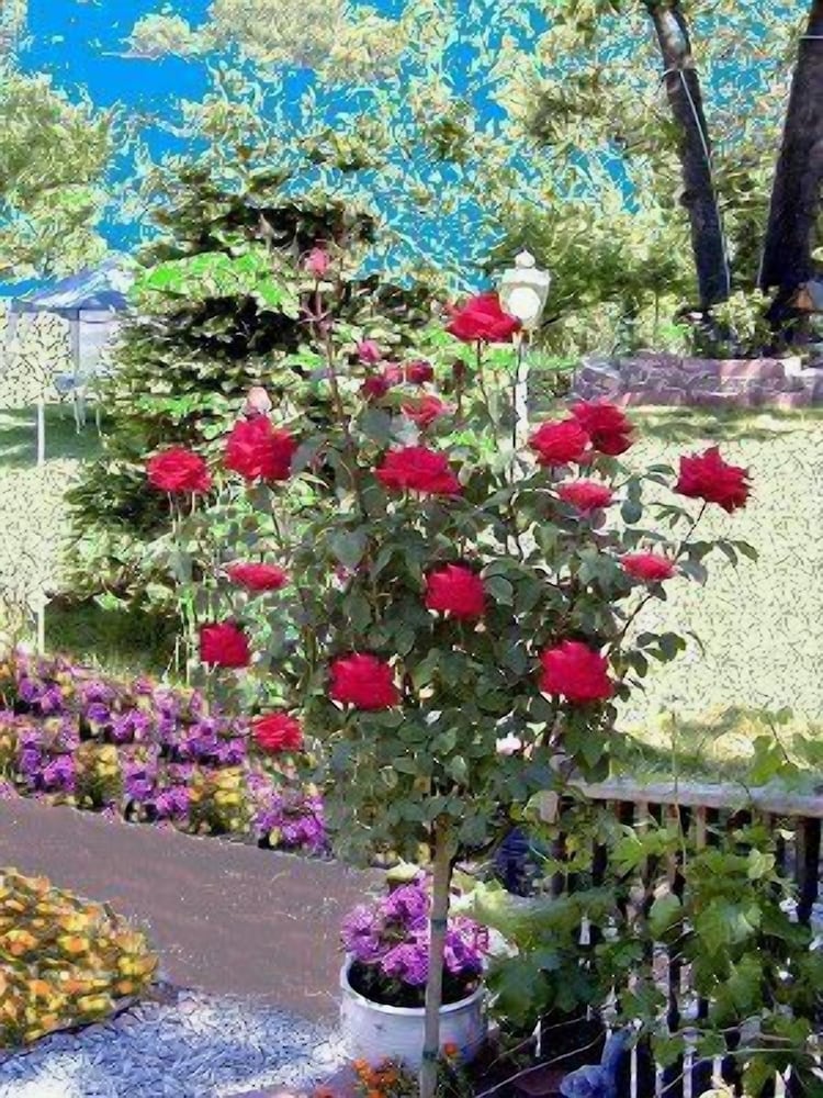 Robins Nest Bed & Breakfast