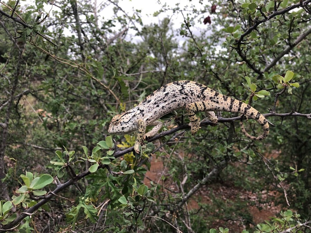 Mthimkhulu Private Game Reserve- Adults Only