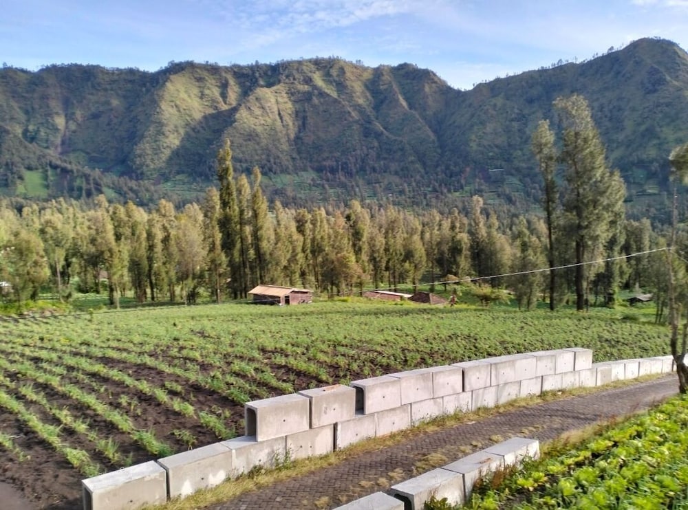 Bromo Seruni Guesthouse view 3