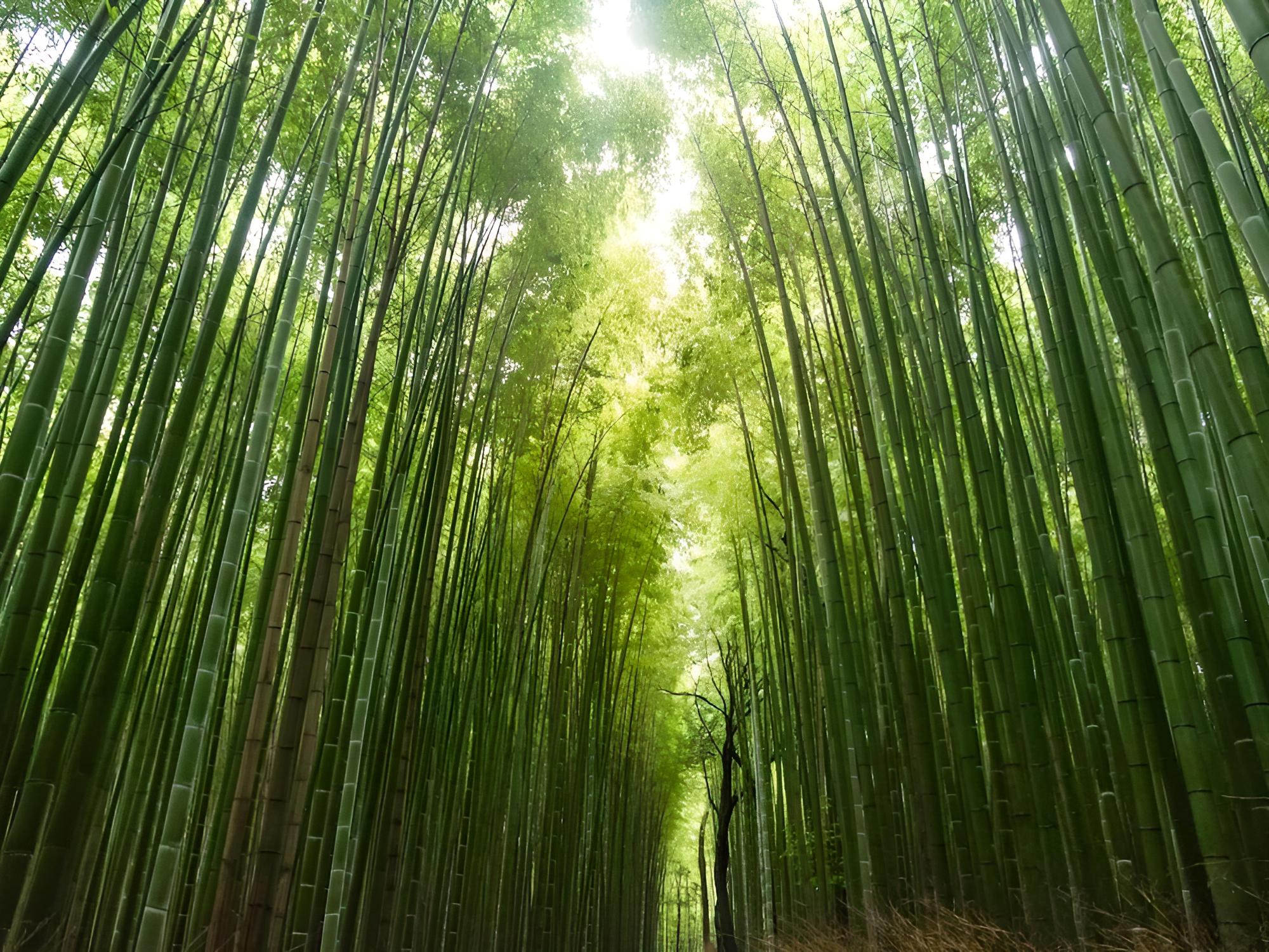 Kyoto Machiyado Shijokarasuma view 2