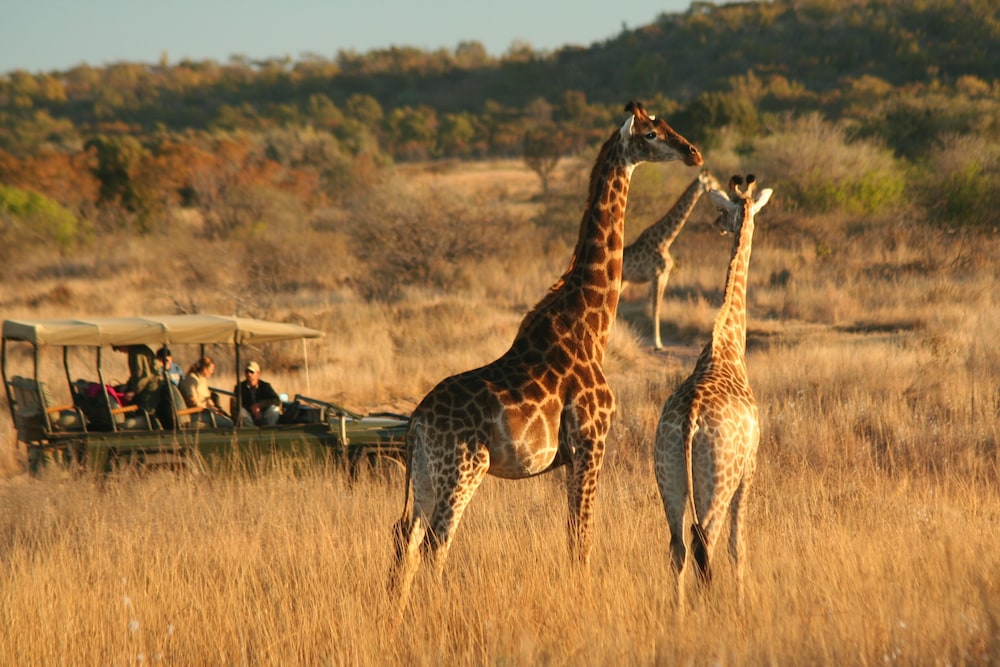 Makweti Safari Lodge