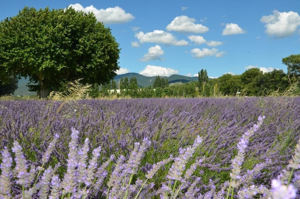 Mas de L'amme