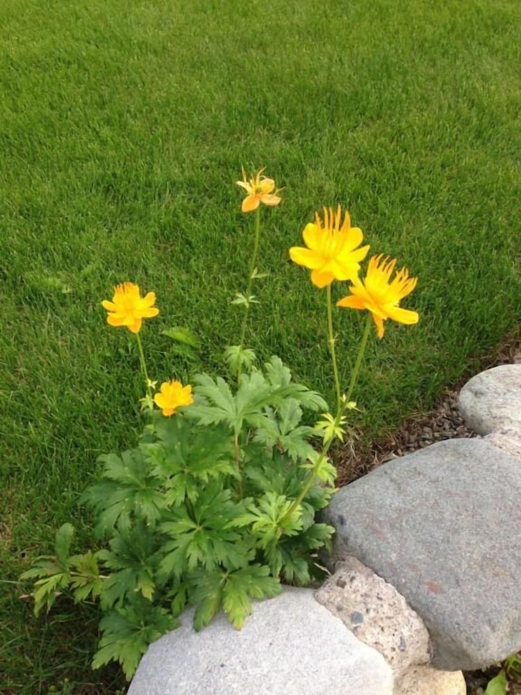 Denali Primrose B&B
