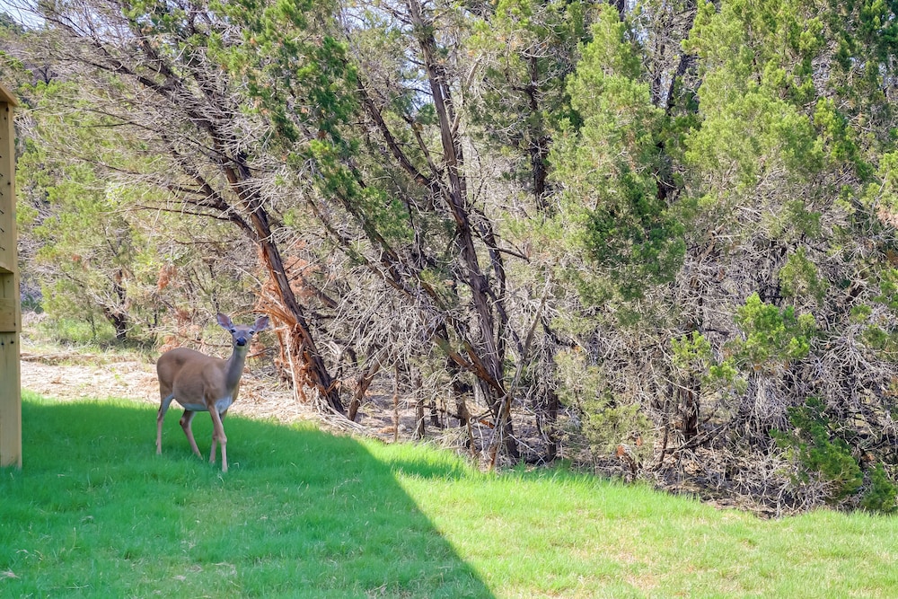 Cozy Canyon Lake Studio w/ Forest & Creek Views!
