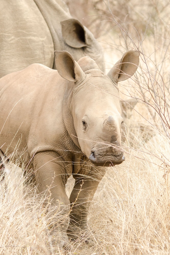 Elandela Private Game Reserve & Luxury Lodge