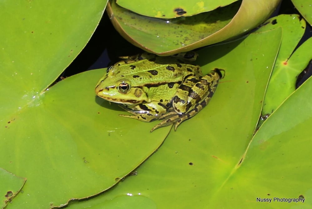 Photo 40