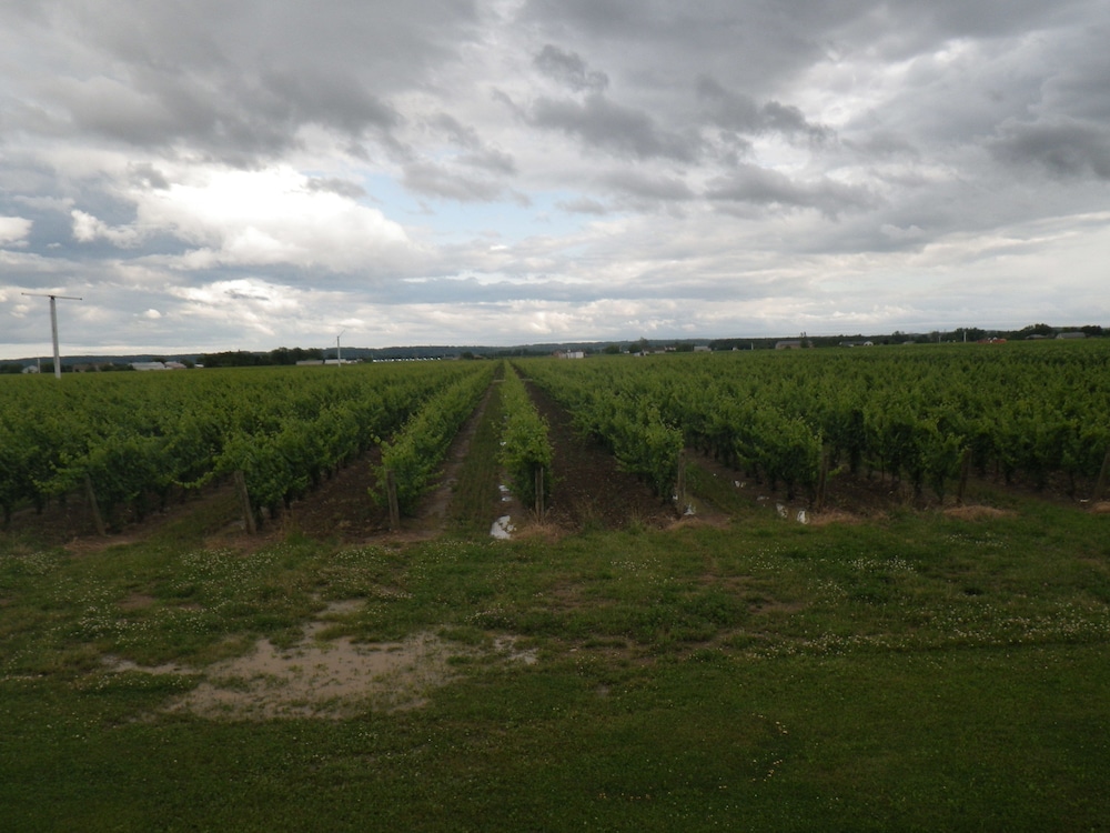 A Vineyard View B&B