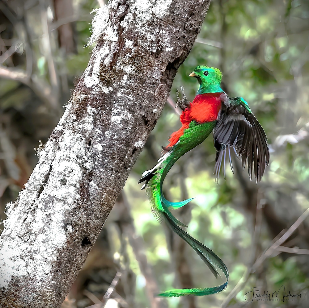 Sueños Natura Birding & Photography
