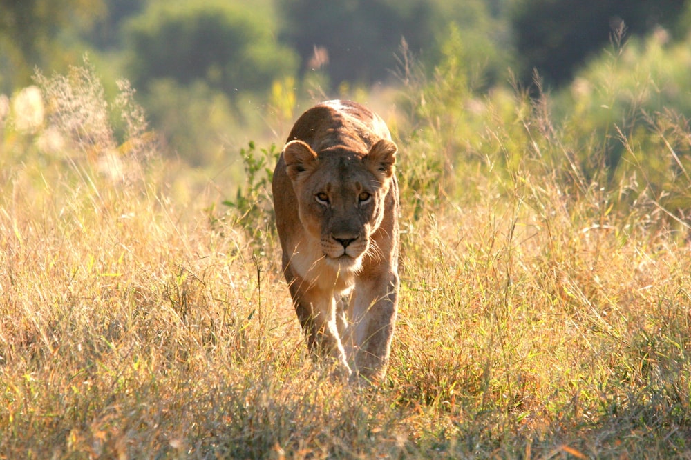 Karongwe - River Safari Lodge