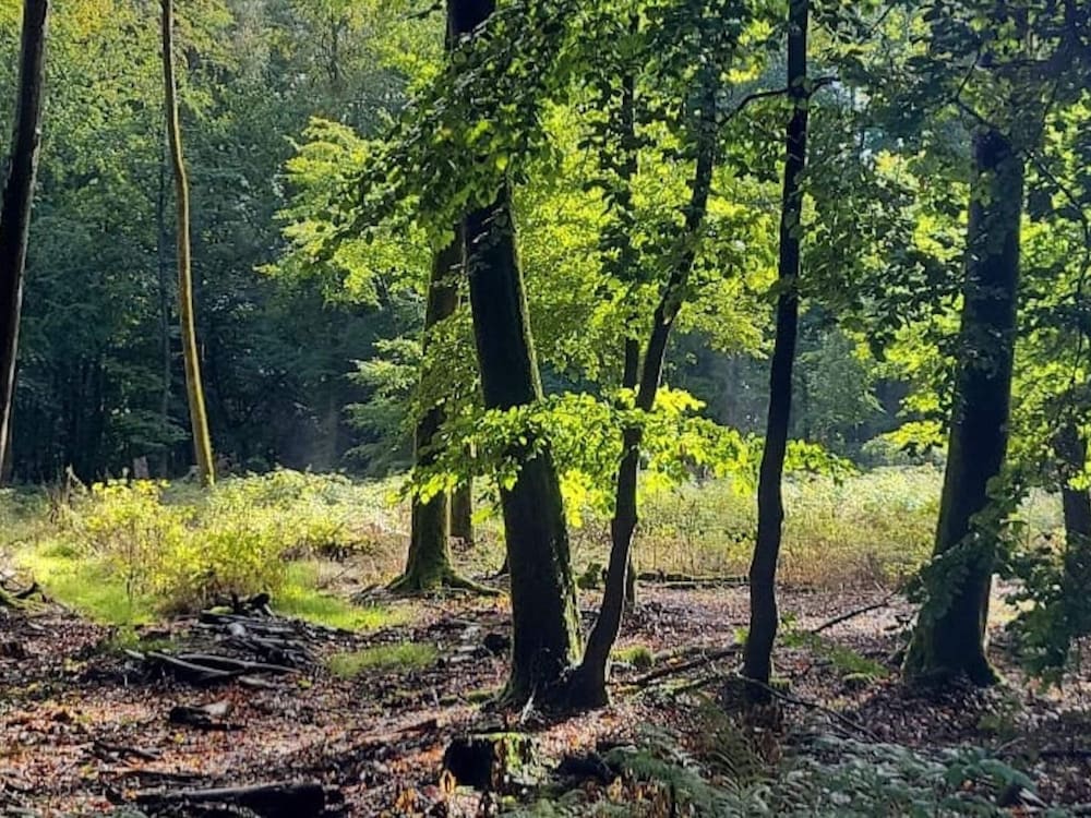 Relaxing Holiday Home in Willersdorf in the Forest