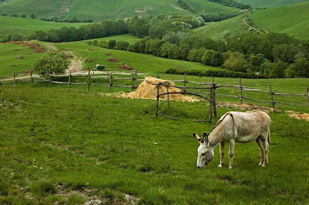 Fattoria Lischeto