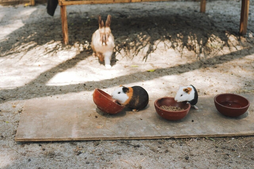Photo 27