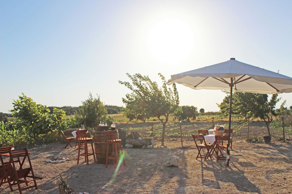 Karina Vineyard Evi - Image 65