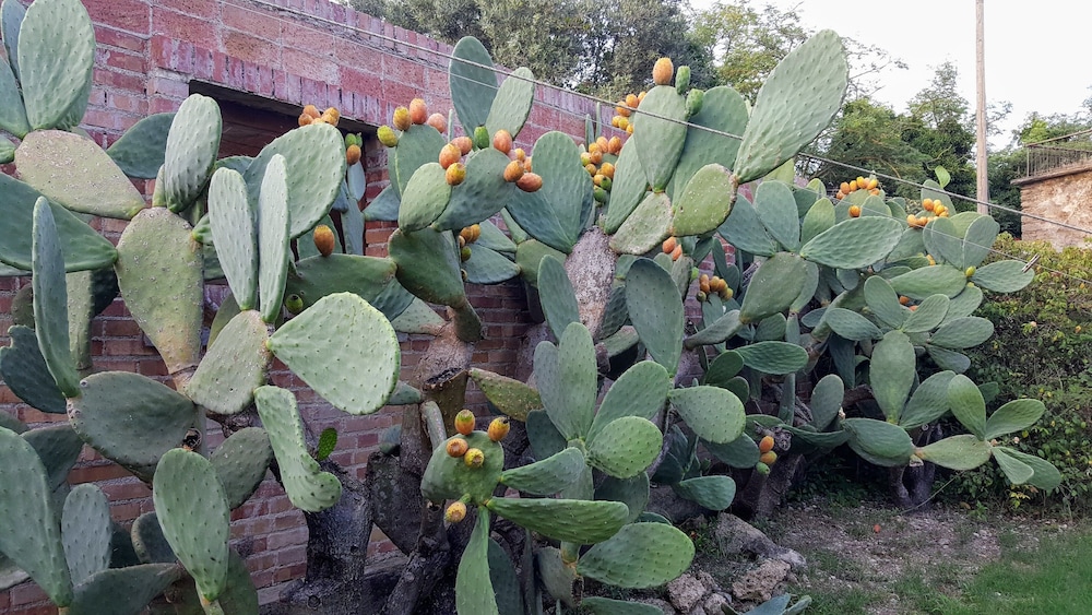 Casa del Geco