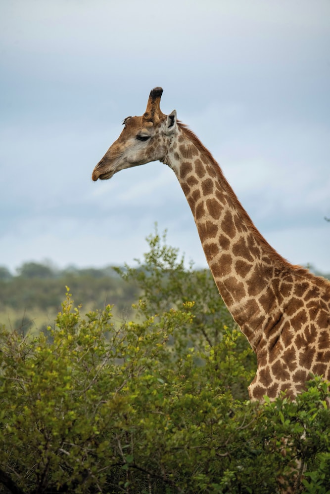 aha Skukuza Safari Lodge