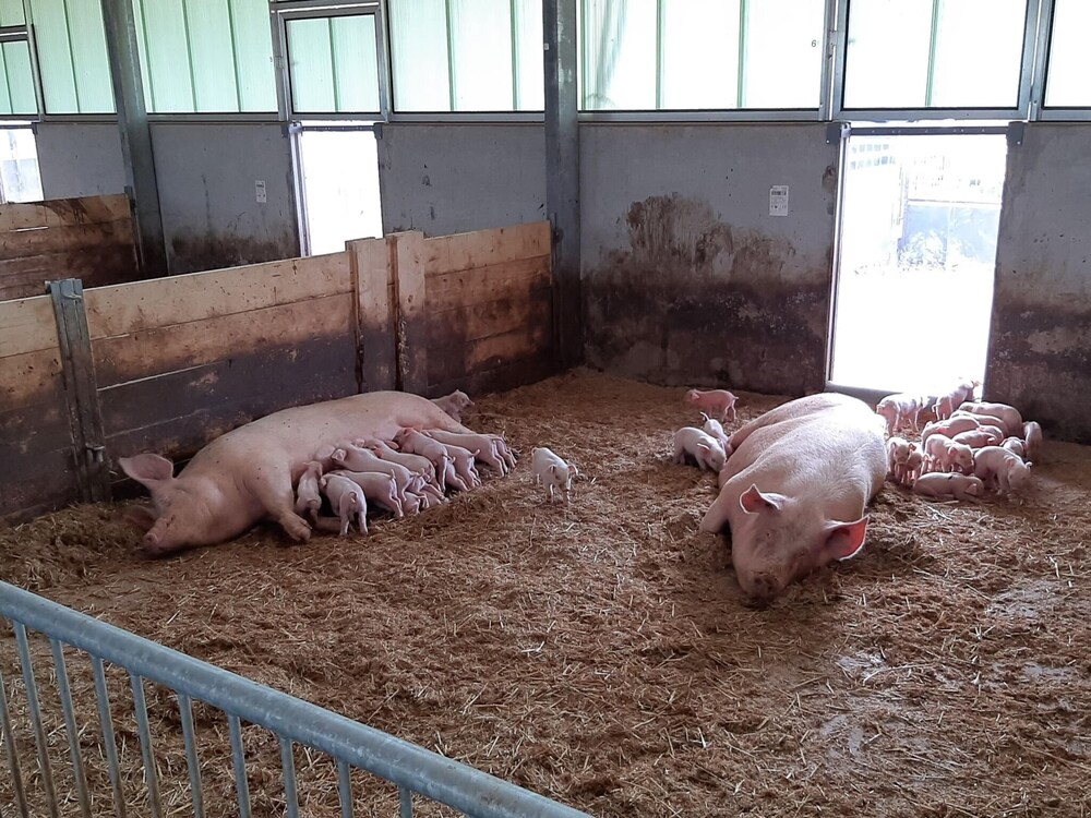 Farmhouse in De Heurne With Animal Farm, photo 23