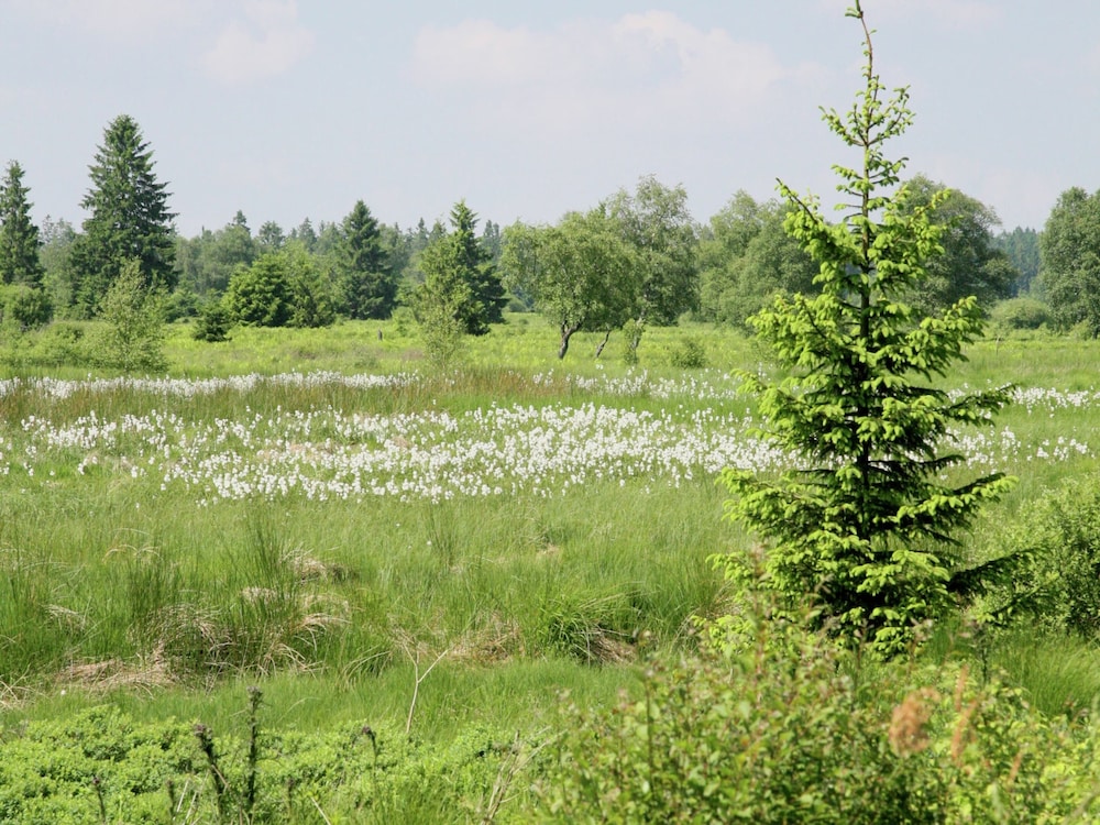 Wellness & Wilderness: Libomont Escape
