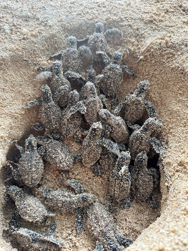 Dany Island
