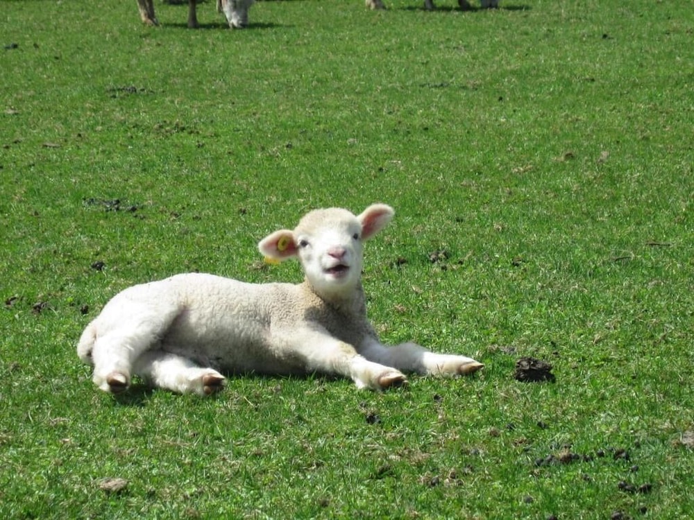 Yorkshire Farm