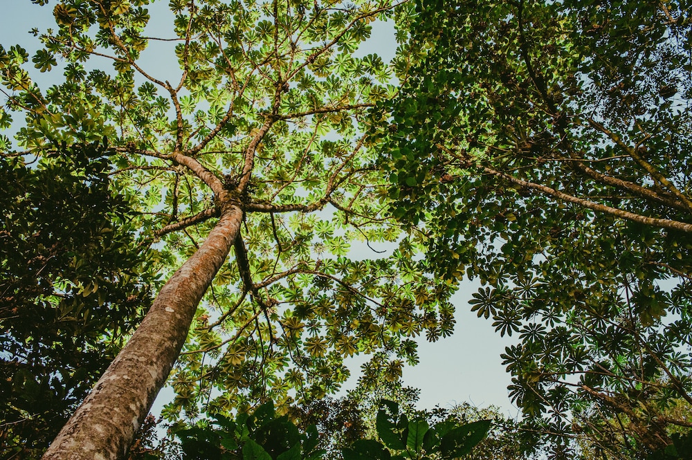 Rupa Rupa High Jungle Eco B&B view 2