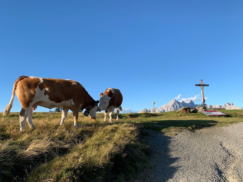 Schachneralm