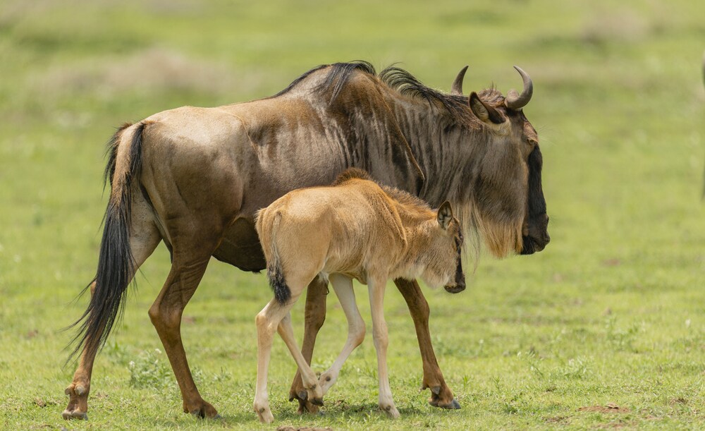 Gnu Ndutu Camp
