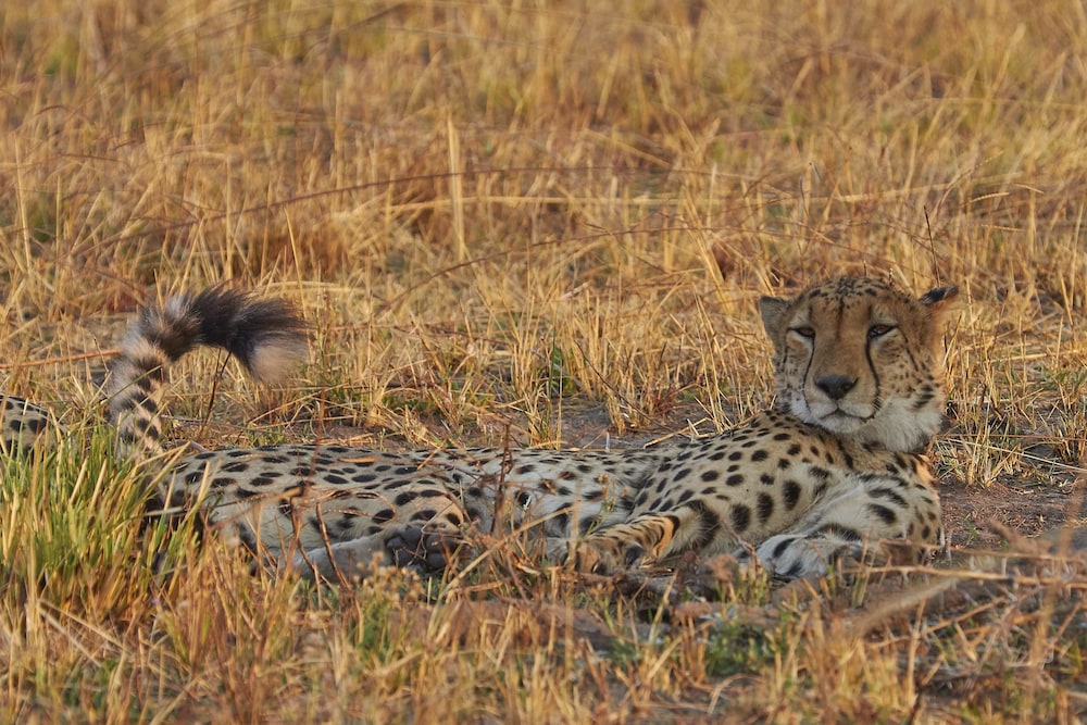 Mukambi Safari Lodge