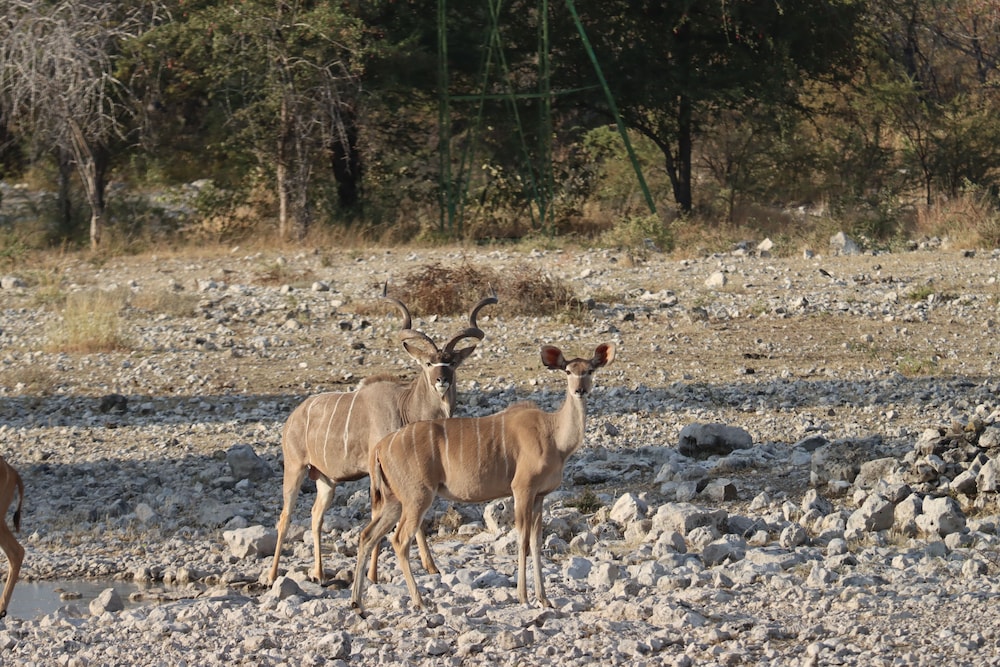 Omukuyu Wildlife Lodge