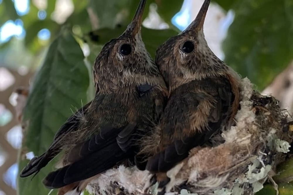 Hummingbird Haven by Avantstay Dog-friendly Near the Beach Huge Yard Hot Tub