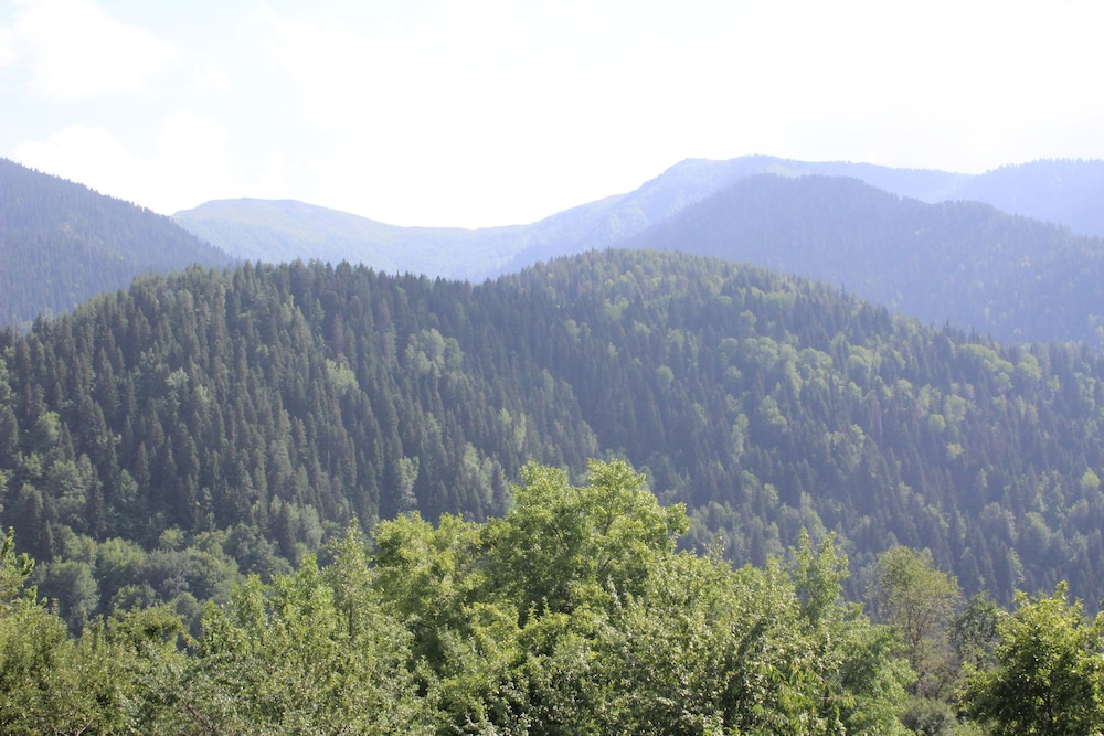 Photo 42