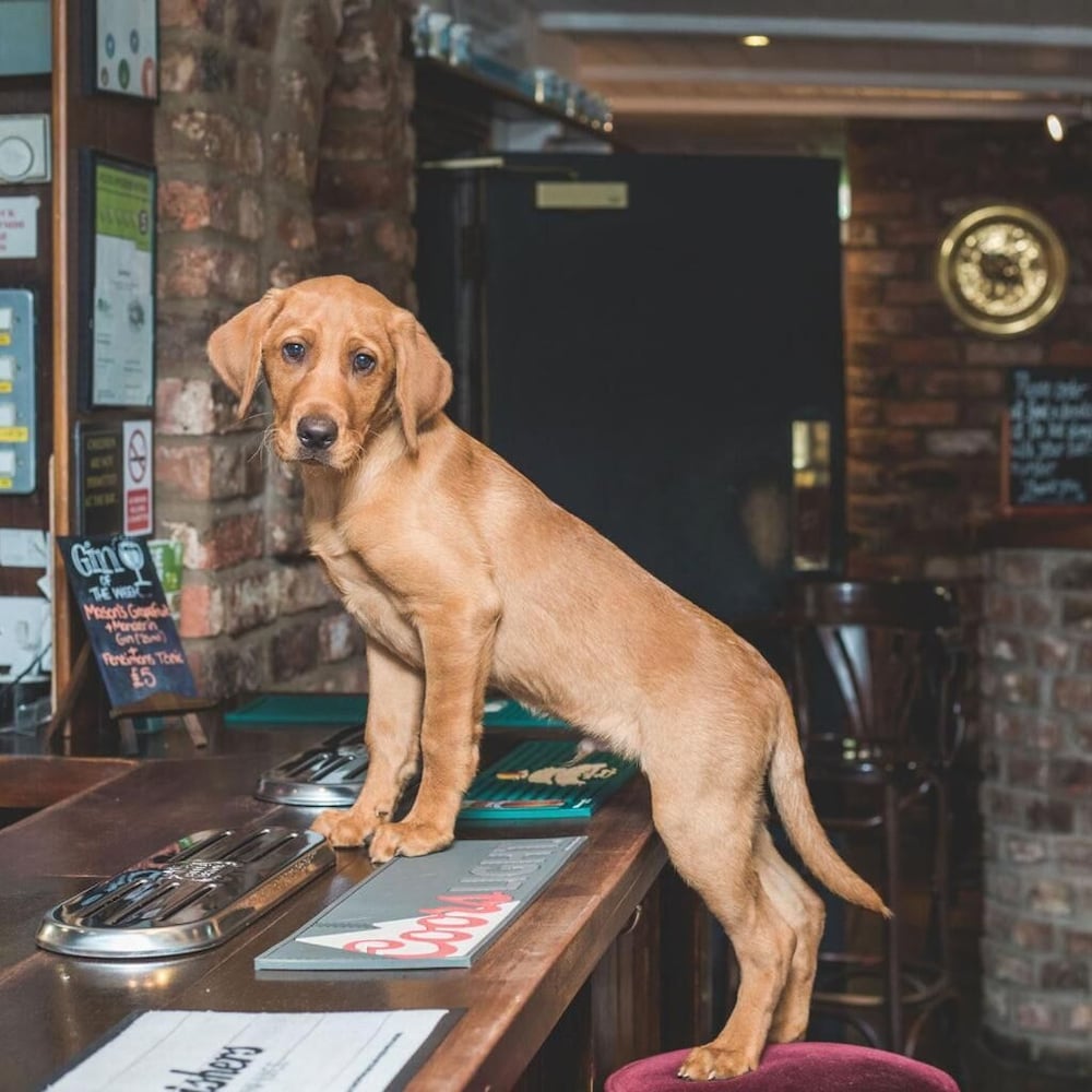 The Oak Wheel Pub