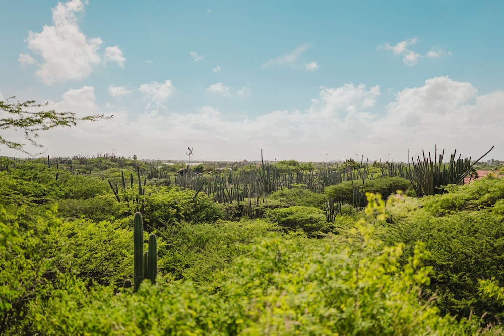 5 Bedroom Villa With Amazing View of Aruba Nature