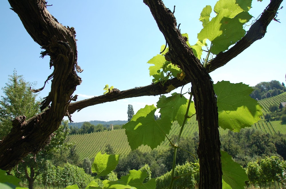 Weingut Primus - Südsteiermark