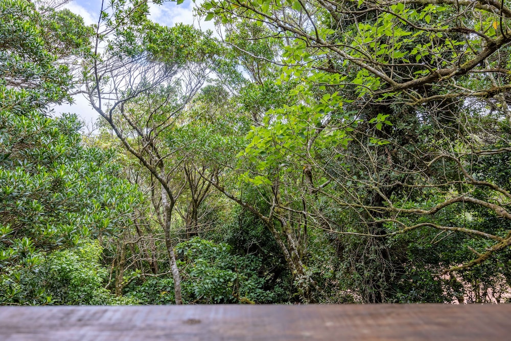 Cantos del Bosque Monteverde