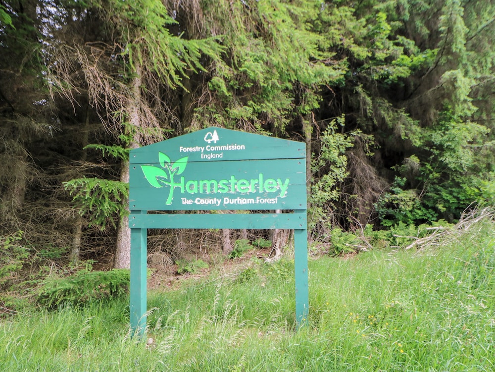 Forestside View