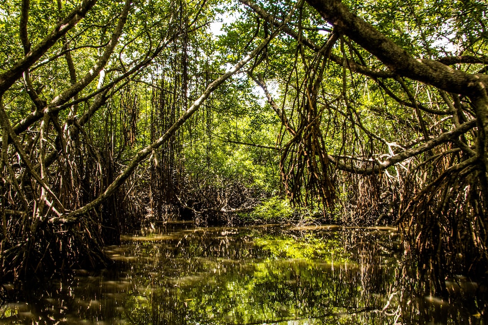 Riverbank Bentota