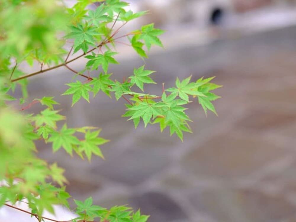 Yufuin Ryokan Seikoen