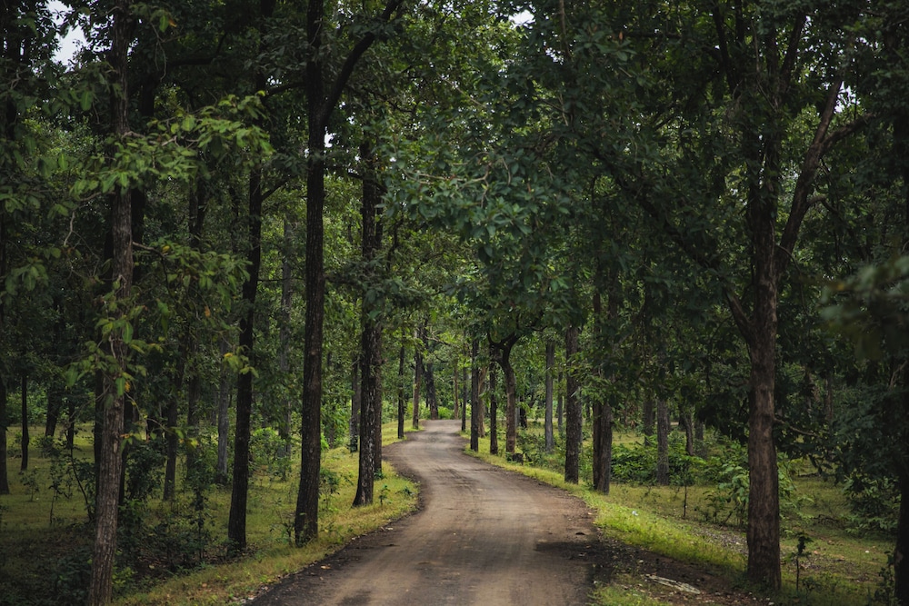 The Forest Chapter By Sayaji Madhai