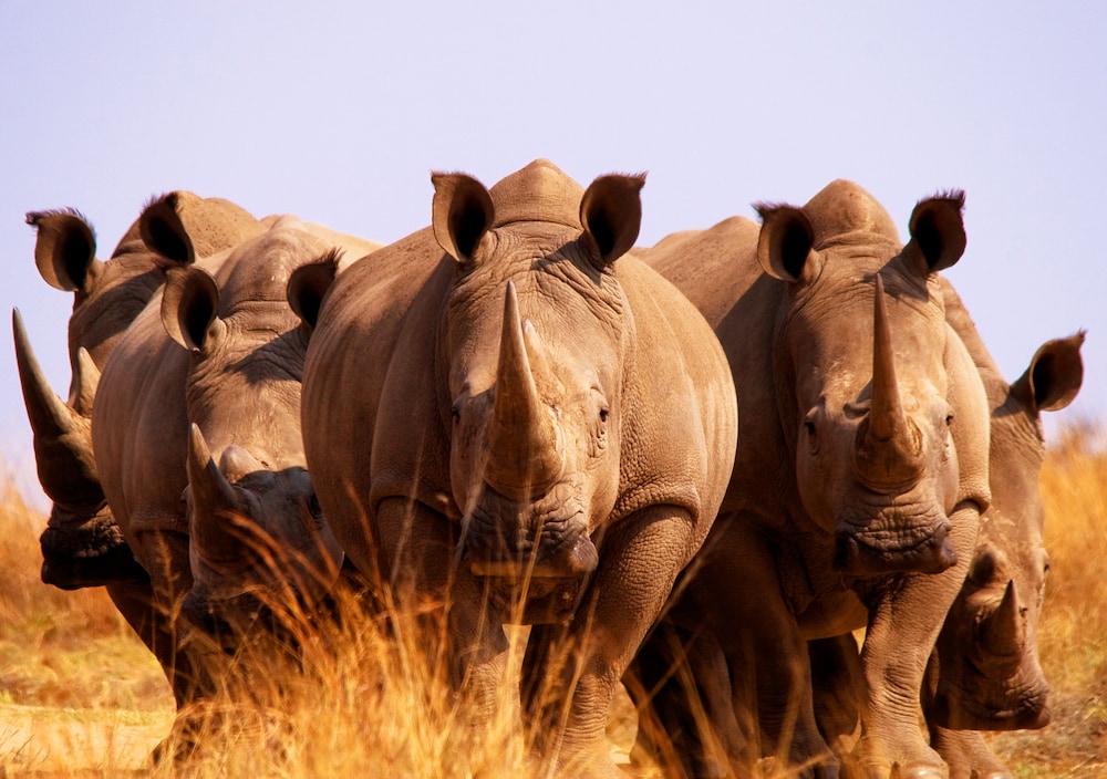 Kololo Game Reserve
