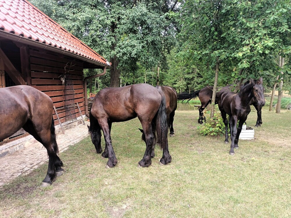 Large Holiday Home for Nature Lovers view 5