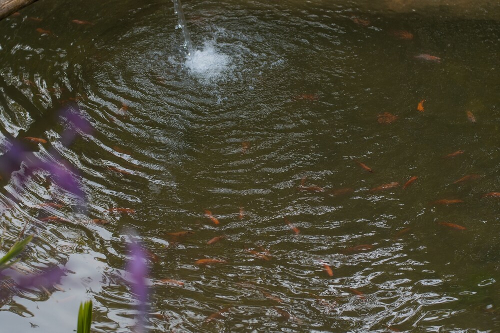 Photo 45