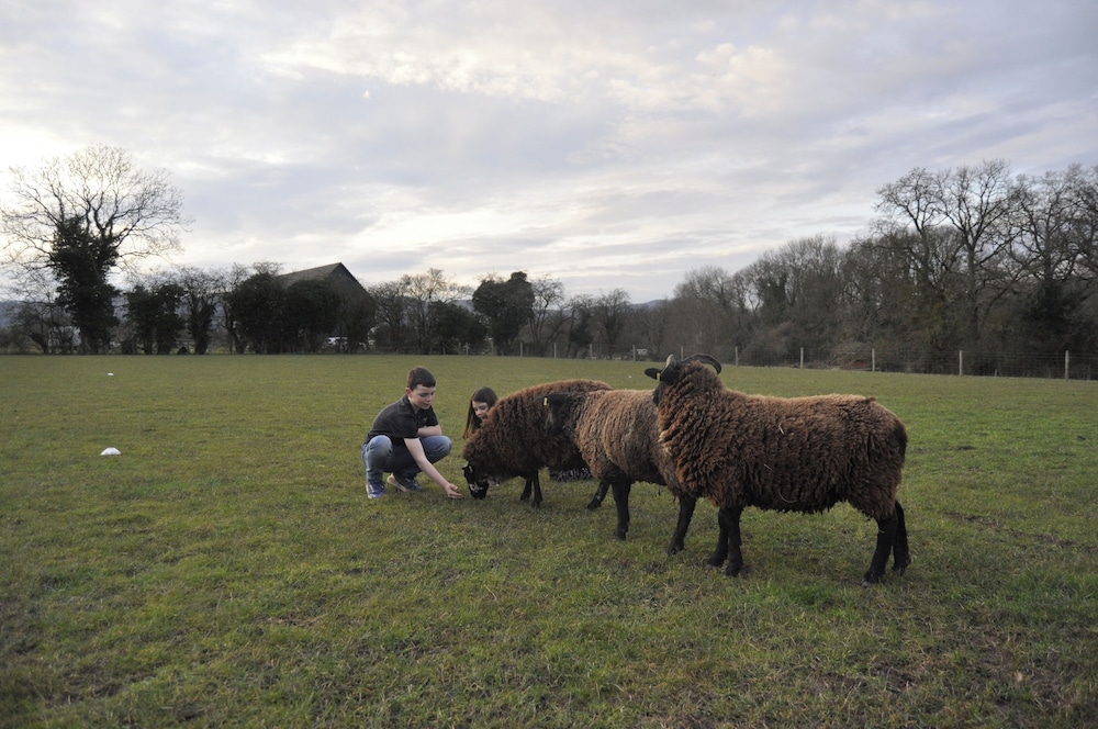 The Chalet is pet Friendly on a Farm Near Malvern