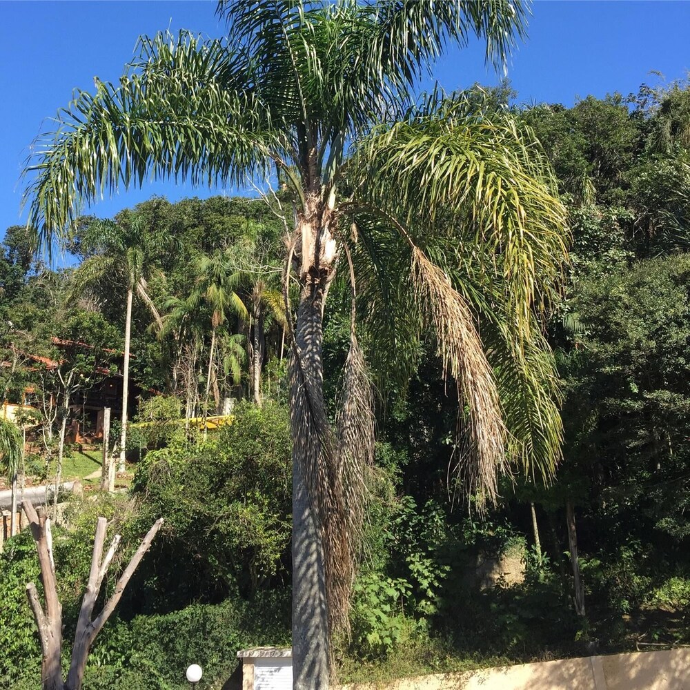 Casa Figueira na Pedra